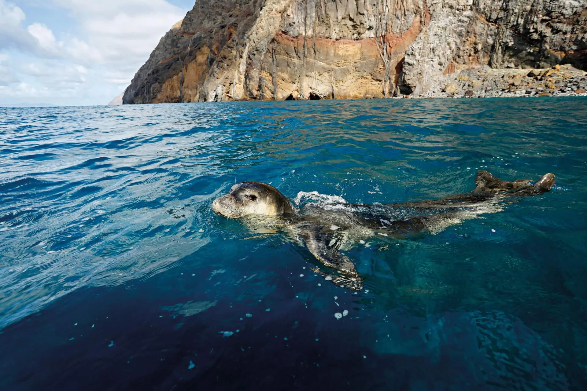 Private Catamaran Expedition to the Desertas Islands with Open Bar & Catering 1